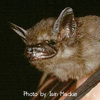 Emballonura monticola